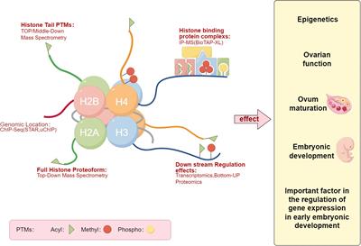 The role of epigenetics in women’s reproductive health: the impact of environmental factors